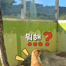 산토끼노래동산 관람시설+동물원 네이버블로그