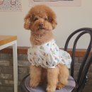 타이니프린세스 이미지