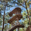 20250827(수) 장항송림 맥문동길 &amp; 반야사 동굴법당 이미지