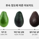 아보카도 이미지