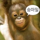 하루화