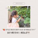 용인 아이와 가볼만한 곳 추천! 헤븐온어스 딸기체험농장 후기 🍓