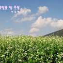 메밀꽃 필 무렵 이미지