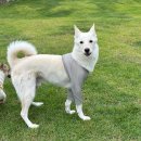 중대형견 강아지 팔꿈치 보호대 내돈내산 위드워크(withwalk) 추천 찐후기