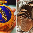 오렌지펫 이미지