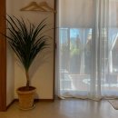 하도하도민박 이미지