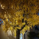 (주)효자로 해뜰날 | 효자로 단풍 11월 둘째주 서울 가을단풍길 후기