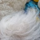 노성남 동물병원 이미지