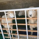 세상목장 이미지