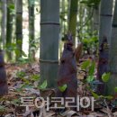 우후죽순