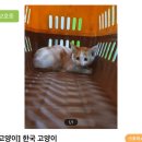 포인핸드에서 고양이 입양 후기