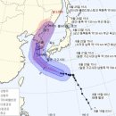 완도19호 이미지