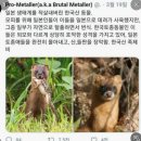 서울시야생동물센터 | 야생 족제비 구조 썰1