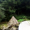 계룡산등산로계곡