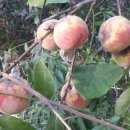 조나단 민박 이미지