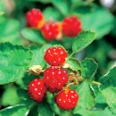 산딸기 - 김해시 번화1로68번길 19 | 산딸기