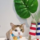 러브펫살롱 이미지