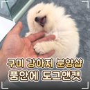 캣도그 | 🐶 구미 강아지 분양 '품안에 도그앤캣' 추천!｜건강하고 믿을 수 있는 분양샵