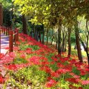 편백산림욕장 진입로 이미지