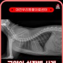대전우리동물의료센터 | 대전 고양이병원 고양이 심장병 HCM, SAM 동반 케이스 대전우리동물의료센터