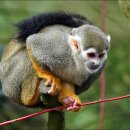커먼다람쥐원숭이 [Common squirrel monkey (Saimiri sciureus)] 이미지