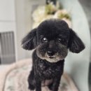 빠몽(PAWMONG) 이미지