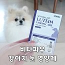 하얀강아지 | 강아지 눈물자국 고민 끝에 선택한 비타파우 강아지 눈물 영양제 후기
