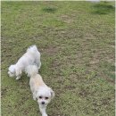 놀다가개유치원 네이버블로그