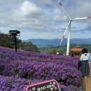 별,바람,꽃길 | 거창 감악산 별바람언덕 아스타국화 꽃별여행 꽃축제기간 먹거리 주차 정보 풍력단지 포토존