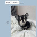 다내꼬야 | 일본 돈키호테 쇼핑 리스트