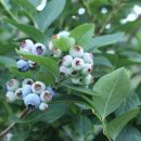 강신농장 이미지