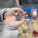 펫엔글라이더 인천점 | 피그미다람쥐 4주차 아기 키우기 분양샵 정보