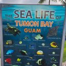 돌핀당구장 | 2024 괌 여행 4일차 후기: PIC 괌에서 즐기기(Feat. 괌에서 치킨 먹기)