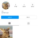 시슴 이미지