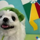 송이애견 이미지