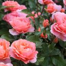 장미축제 이미지