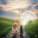 경주시 동물사랑보호센터 동물병원 | 경주반려동물장례식장 추천(당일예약) - 장례비용 15만원/장례절차/비교 총정리(2026)