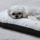 시화종합동물병원 이미지