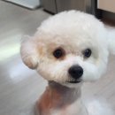 무아몽 해운대 강아지 애견미용 이미지