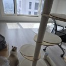 오로라 캣 이미지