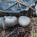 고실농장 이미지