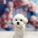 쿨독펫샵 이미지