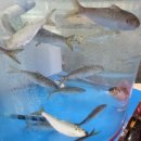 싱싱마트 | 포항 삼우수산 포항 활어 도매·소매 전문! 싱싱한 활어 직송으로 제철 생선의 신선함 그대로