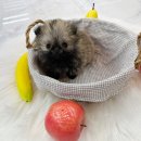 내품안의반려견 은평점 이미지