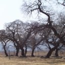 성주 경산리 성밖숲 이미지