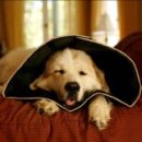 애니메드 이미지