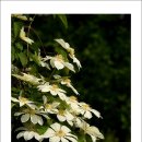 우리꽃식물원 이미지