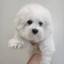LOVING PET 이미지