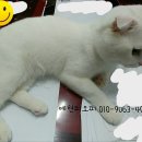 예현농장 | 학생포스터 작업중 방해꾼 등장~~ 자꾸 놀아 달라는 사랑꾼