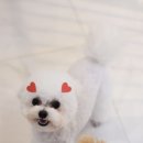 포비 펫 살롱 이미지